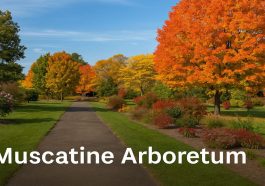 Exploring the Natural Charm of Muscatine Arboretum With a Seasonal Theme