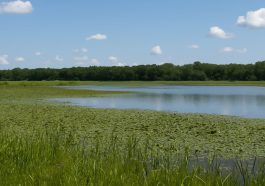 Land of the Swamp A Living Treasure of Iowa’s Natural Heritage