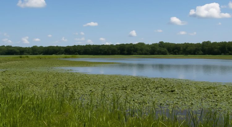 Land of the Swamp A Living Treasure of Iowa’s Natural Heritage