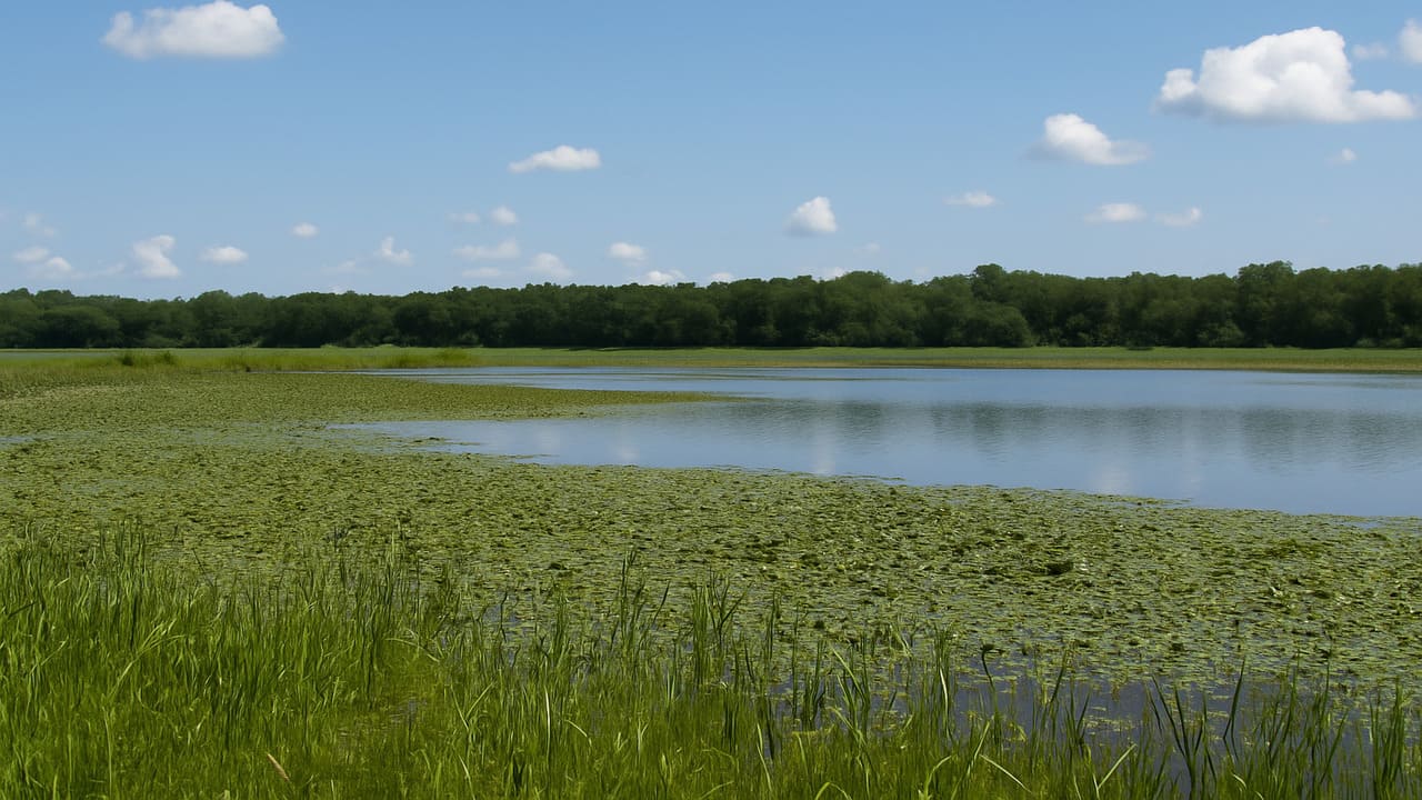 Land of the Swamp A Living Treasure of Iowa’s Natural Heritage